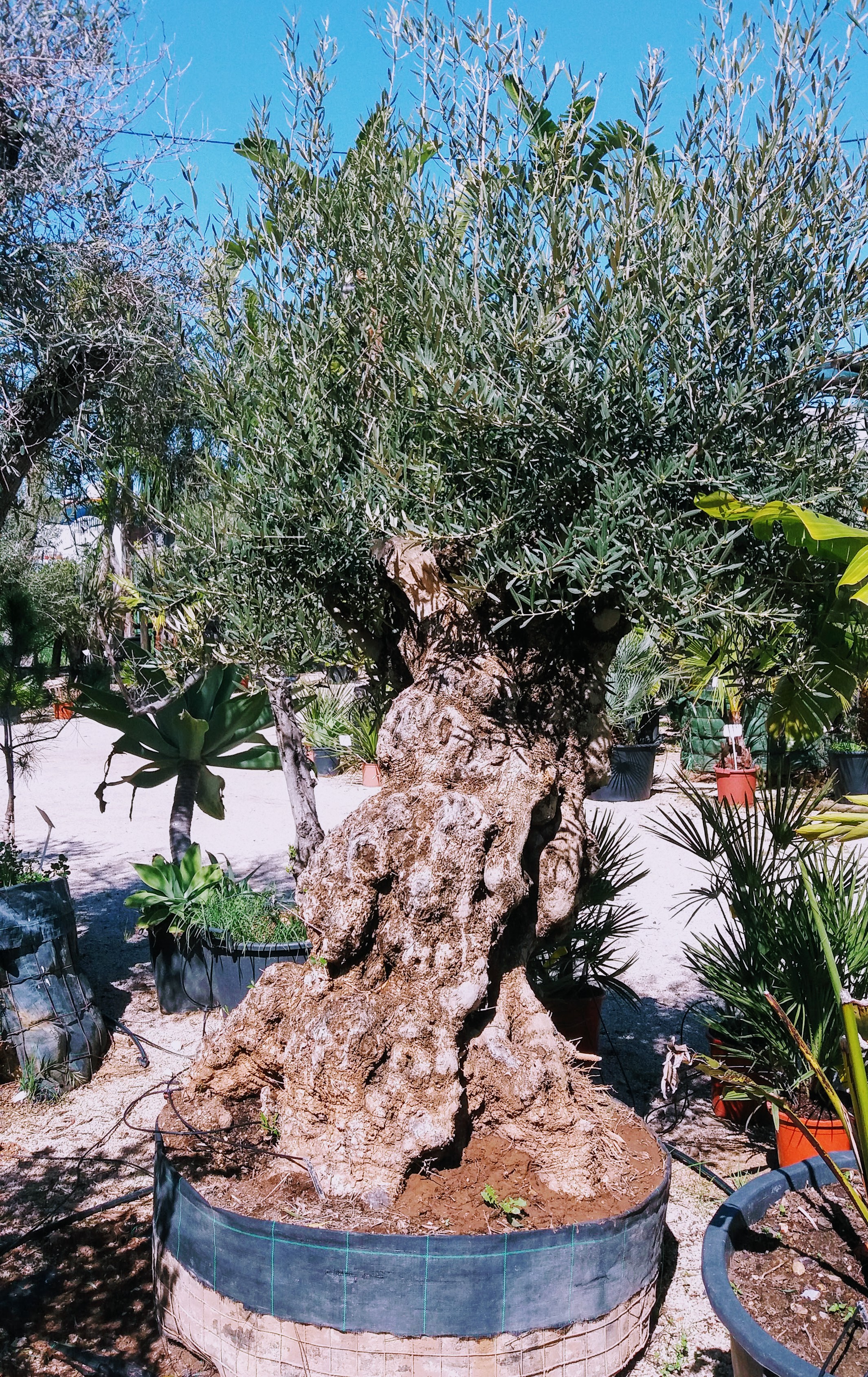 Olive Tree 2